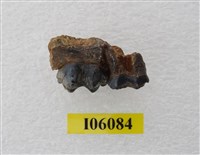 藏品(豬齒)的圖片